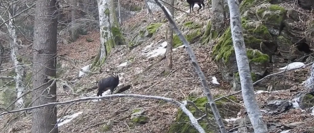 Imagini cu un grup de capre negre în Munții Țarcu. Se aude șuieratul, sunet de alarmare specific - VIDEO