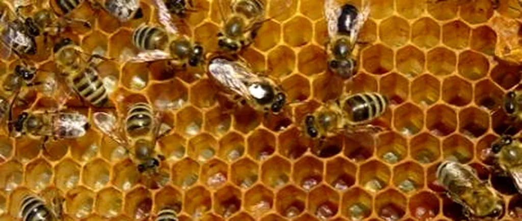 PRODUCȚIE DE MIERE. Preşedintele ACA, Ioan Fetea, nemulțumit de reglementările privind acreditarea stupinelor de elită: Albina pentru reproducţie nu primeşte finanțare