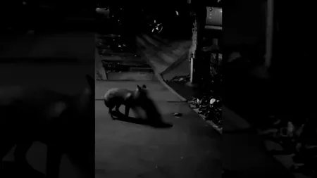 VIDEO | Imagini în premieră! Mister elucidat! Vulpoiul ucigaș de pisici din Craiova a fost prins asupra faptului
