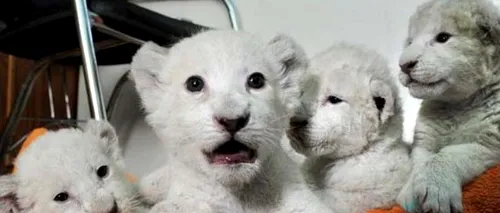 Caz extrem de rar în Ucraina: pui albi de leu născuți în captivitate