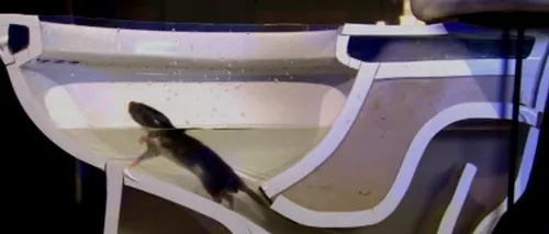 Cum reușesc șobolanii să intre în băi prin intermediul vaselor de toaletă