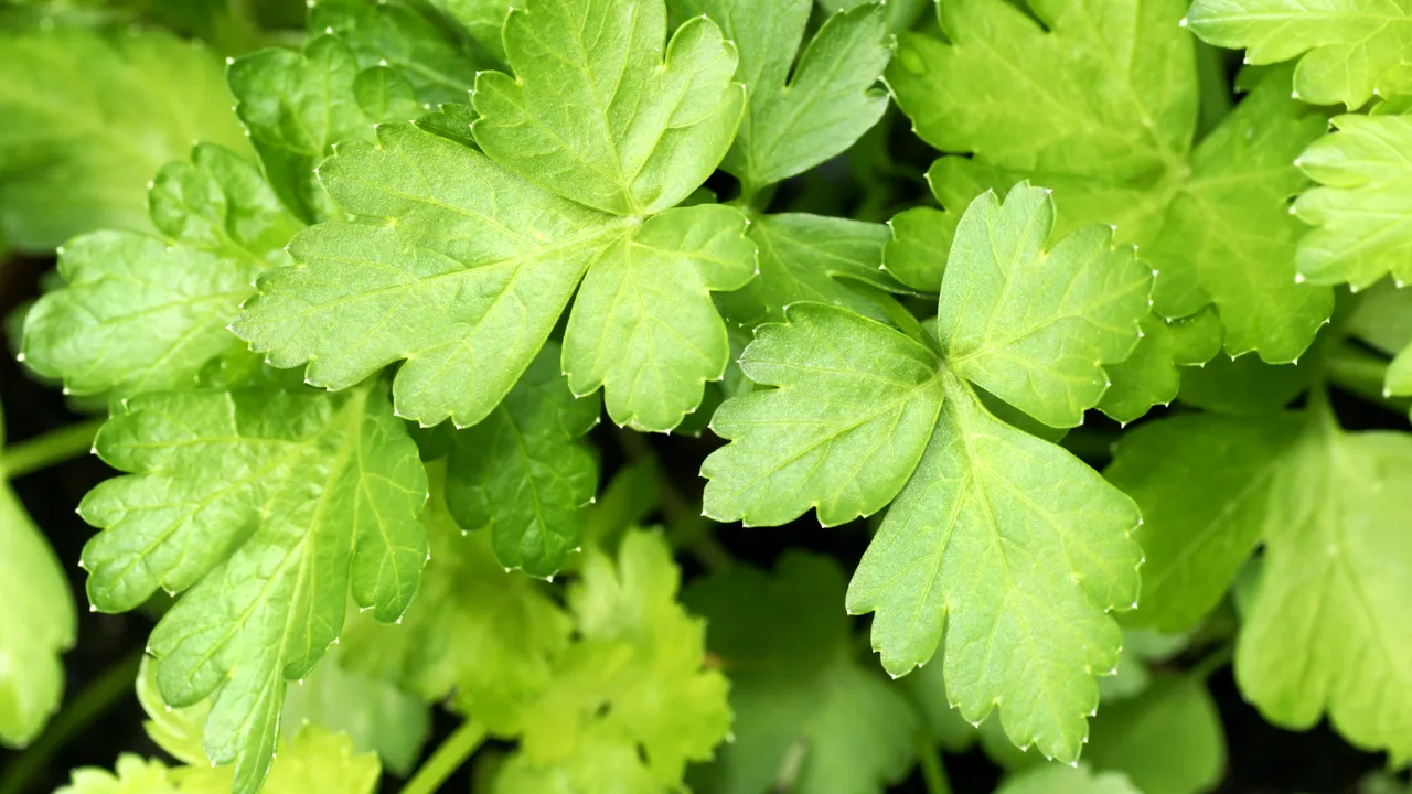 Pătrunjelul, aromă și sănătate. Cum luptă acesta împotriva boli dificile