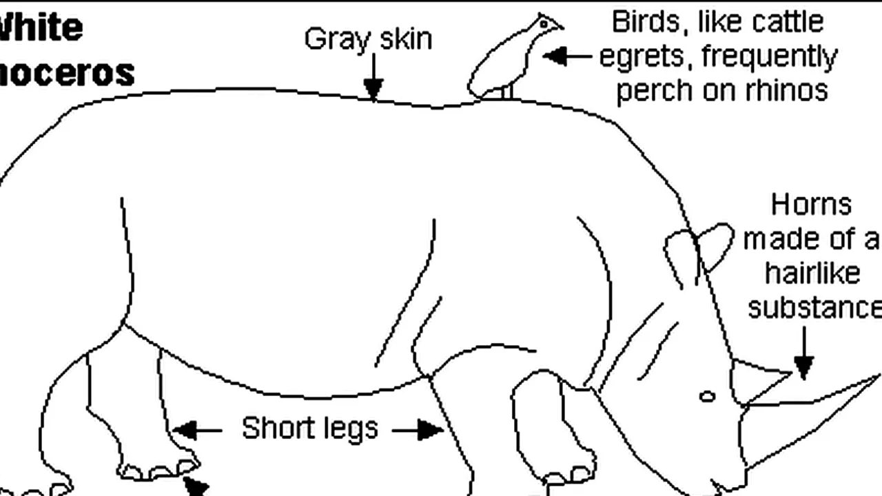 Rinocerii - cover. Featuring Ghiță