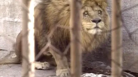 Animalele din grădinile zoologice, victime colaterale ale crizei din Ucraina. 