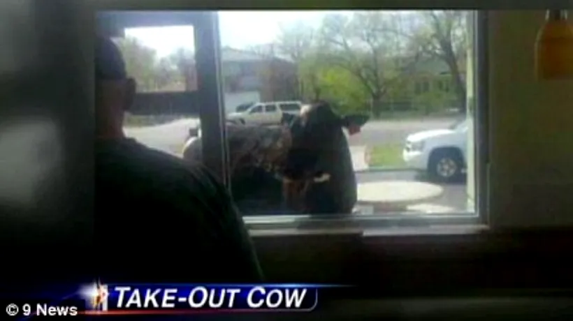 O vacă a fugit de la fermă și s-a oprit în fața unui McDonald's