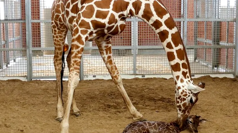 Grădina Zoologică din Dallas a vândut cu 50.000 de dolari dreptul de a da un nume unui pui de girafă
