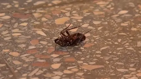 Efectele secundare ale caniculei. Invazie de gândaci de canal în București. Locuințe, spitale și restaurante sub asediul insectelor