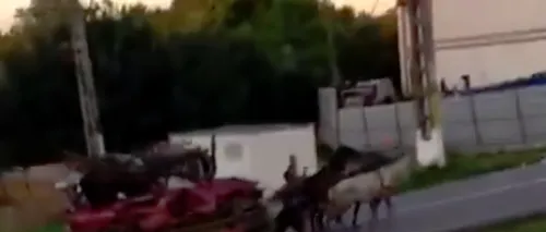 #cugandullaanimale. Imagini revoltătoare: Doi bărbați din Iași au bătut cu bestialitate trei cai - VIDEO