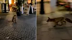 Vulpea văzută lângă Tribunalul București a ajuns în Centrul Vechi. Animalul a intrat într-un restaurant