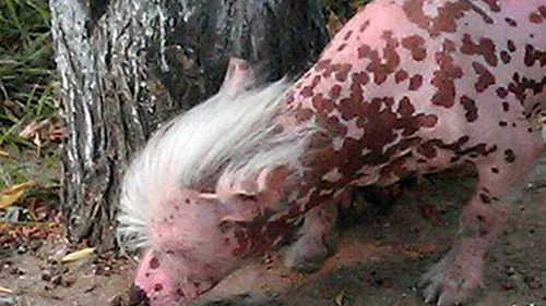 FOTO. Animalul care i-a îngrozit pe locuitorii unui oraș din China