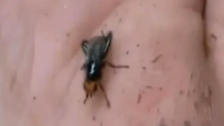 Musca redescoperită de cercetători la 160 de ani de la dispariție