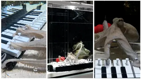Un muzician a învățat o caracatiță să cânte la pian, în 6 luni. „Cel mai mare pianist pe care marea l-a cunoscut vreodată”