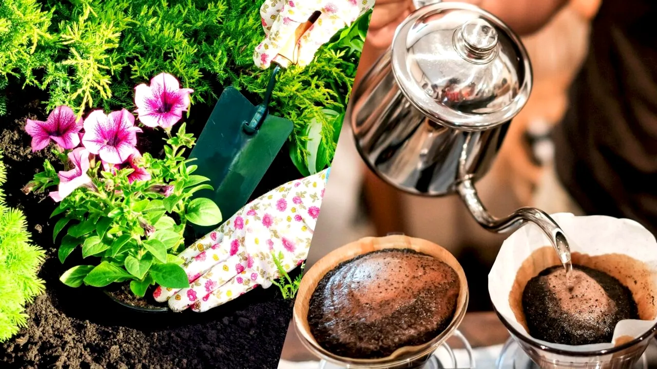 De ce să folosești zațul de cafea pe post de îngrășământ în grădină. Ce se întâmplă cu plantele, după ce adaugi ingredientul în sol