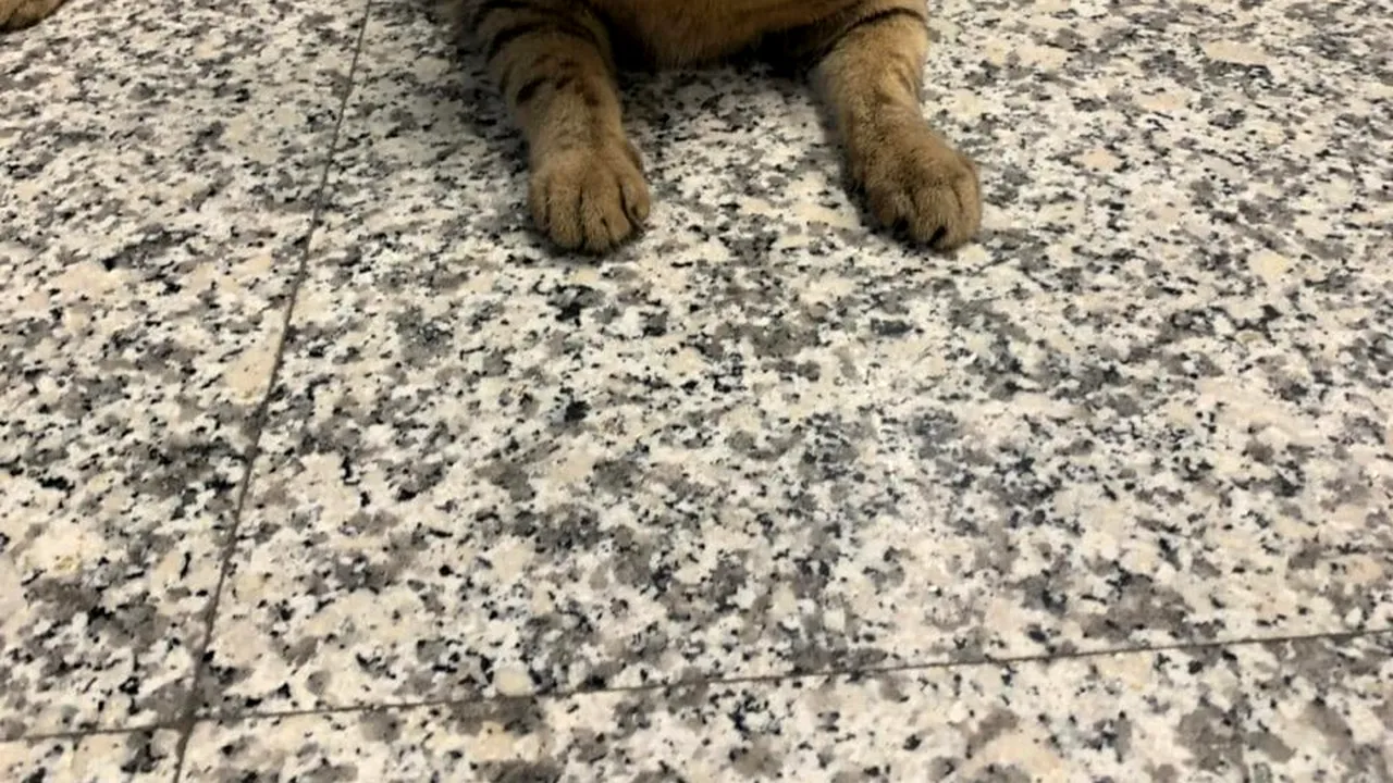 Dispariția pisicuței Vasi, mascota Aeroportului Otopeni, a provocat isterie pe rețelele de socializare. Ce s-a întâmplat cu „RĂPITORII” felinei