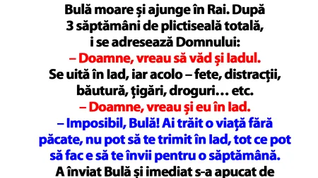 BANC | Bulă moare și ajunge în Rai. După 3 săptămâni de plictiseală totală, i se adresează Domnului