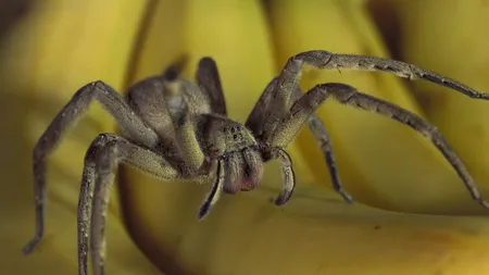 Un păianjen ascuns în lăzile cu banane face ravagii printre bărbați. Înțepătura sa poate provoca PRIAPISM, iar medicii spun că „nu e nimic amuzant”