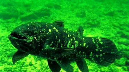 Descoperire remarcabilă în adâncuri: ''Putem confirma''