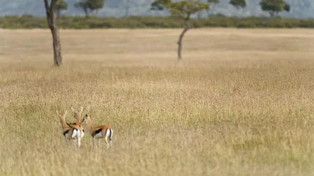 Iluzie optică virală | Găsiți ghepardul ascuns în această fotografie!