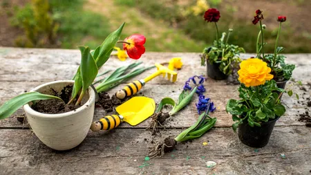 Florile pe care trebuie să le plantezi în luna mai ca să înflorească superb în vară. Trucuri eficiente pentru grădinari