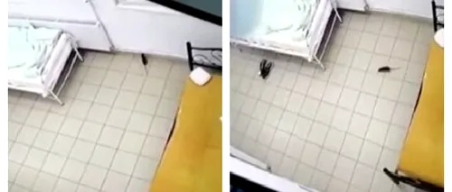 Imagini șocante într-un spital din România. Un șobolan, surprins printre paturile pacienților