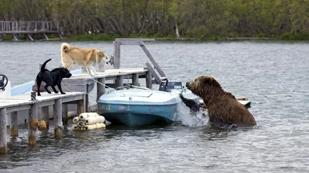 GALERIE FOTO. Doi câini au pus pe fugă un grizzly flămând