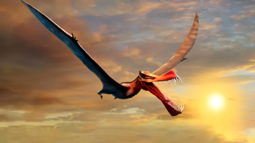 Rămășițele unui dinozaur zburător uriaș, descoperite în Australia