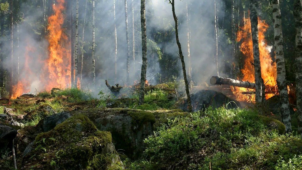 Mafia italiană este acuzată că a provocat incendii în Sicilia