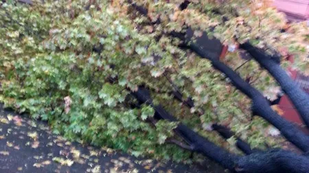 O femeie a fost rănită de un copac doborât de vânt, în zona Piața Presei Libere
