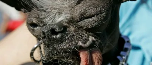 A murit cel mai urât câine din lume