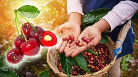 Truc tradițional pentru a scăpa de viermii din cireșe. Ai nevoie doar de 2 produse