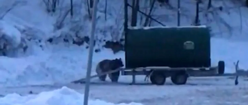 A fost prins ursul care a fugărit un schior pe pârtia din Predeal. Ce s-a întâmplat cu animalul (VIDEO)