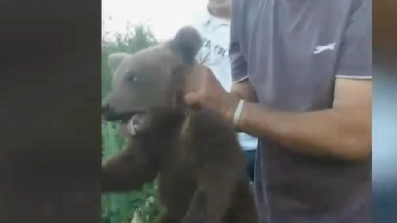 Bărbați căutați de polițiști din Brașov, după ce au chinuit un pui de urs - VIDEO