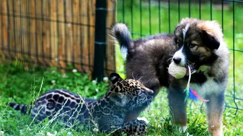 Cea mai frumoasă lecție de prietenie. Cine este colegul de joacă al lui Mai, puiul de jaguar născut în captivitate, la Sibiu