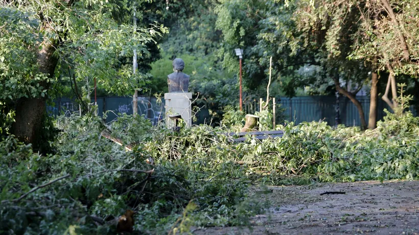 Furtuna a făcut RAVAGII și în Parcul Grădina Icoanei din București. Copaci puși la pământ de vântul puternic