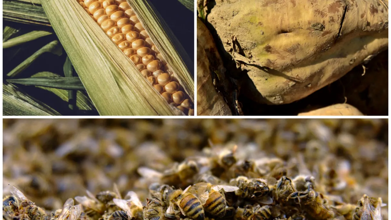 MADR confirmă autorizarea temporară a utilizării neonicotinoidelor la tratarea porumbului și sfeclei de zahăr. Se cunoaște deja și numele unui produs