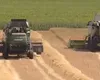 Deficit comercial de miliarde la produse alimentare. România exportă cereale și importă pâine