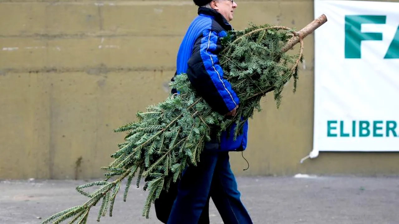 Peste 24.000 de brazi, confiscați de Poliție în ultimele cinci săptămâni