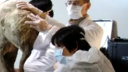 Cum arată cel mai bine conservat mamut din lume