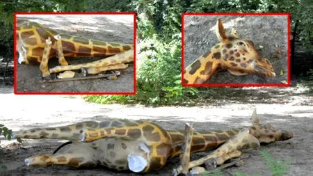 Girafa din fața muzeului 