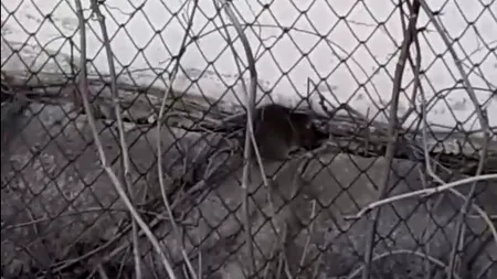 Ca în Evul Mediu lângă o bază sportivă din Galați: Invazie de șobolani la câțiva pași de copii / Primărie: De vină e vremea călduroasă - VIDEO 