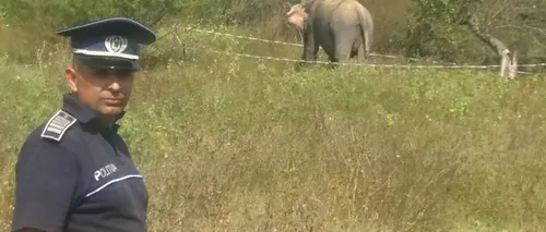 Fotografia zilei: un elefant scăpat de la circul din Vâlcea, prins de polițiști