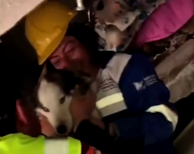 „E într-adevăr un MIRACOL”: Un husky a fost scos de sub dărâmături, în Turcia, după ce a stat 23 de zile fără mâncare sau apă / Sursa foto: Daily Mail