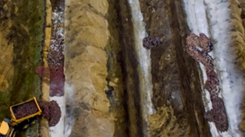Răzbunarea milioanelor de nurci ucise în Danemarca: Cadavrele de animale ies din morminte (VIDEO)