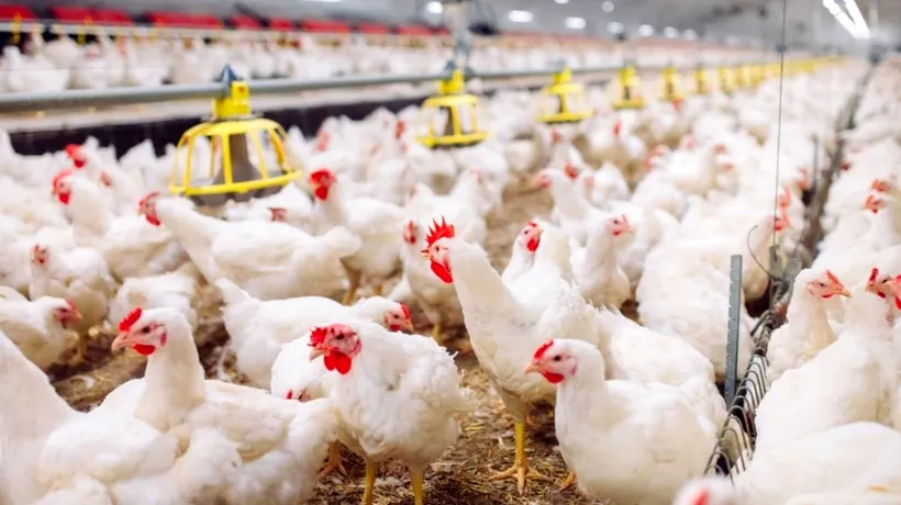 INTERDICȚIE: Focar de gripă aviară la o fermă din Mureș. ANSVSA a suspendat comerţul ambulant cu păsări vii timp de 30 de zile