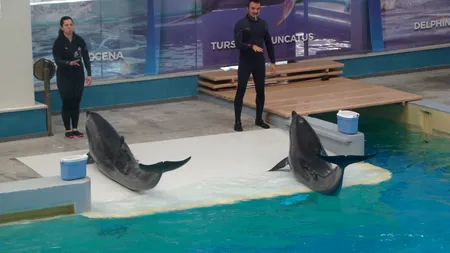 Delfinii de la Delfinariul din Constanța, cel mai bun spectacol din acest an. VIDEO