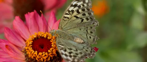 Sute de specii de fluturi ar putea dispărea din cauza schimbărilor climatice