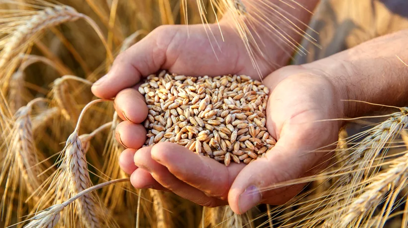 Egiptul a cumpărat 240.000 de tone de grâu din România. Cerealele vor fi livrate în ianuarie