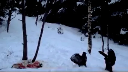 Imagini rare cu doi ulii șorecari care își dispută hrana, surprinse în Vrancea. VIDEO