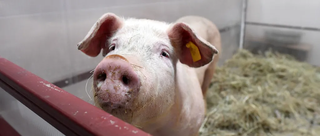 Localnicii unei comune ALUNGĂ autoritățile venite să eutanasieze porcii cu pestă