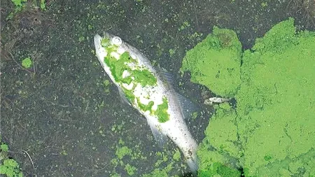 Înfloririle cianobacteriene: inamicul toxic din apă